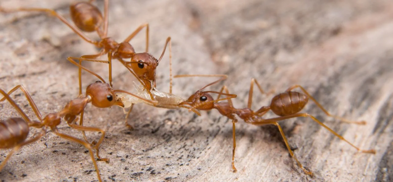 ant elimination